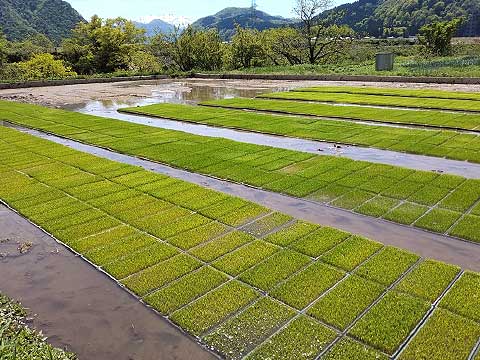 改質水が注がれた田んぼ