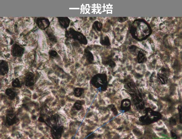 ピーマンの細胞：細胞の形がバラバラでキメが粗く全体的に紫色が強い