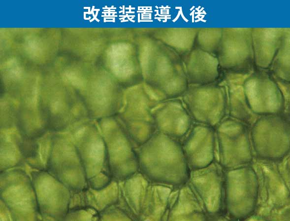 ピーマンの細胞：水分をより多く含み細胞がくっきりして色も綺麗な状態