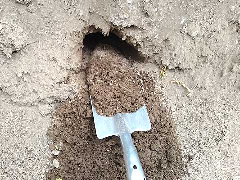 複数箇所の土壌を採集