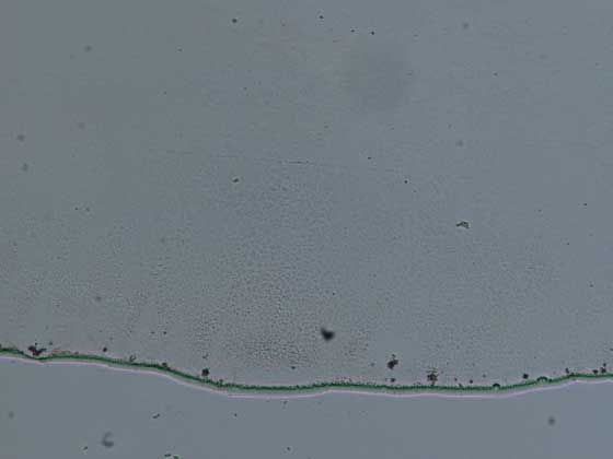 改質水の状態：光学顕微鏡×100倍