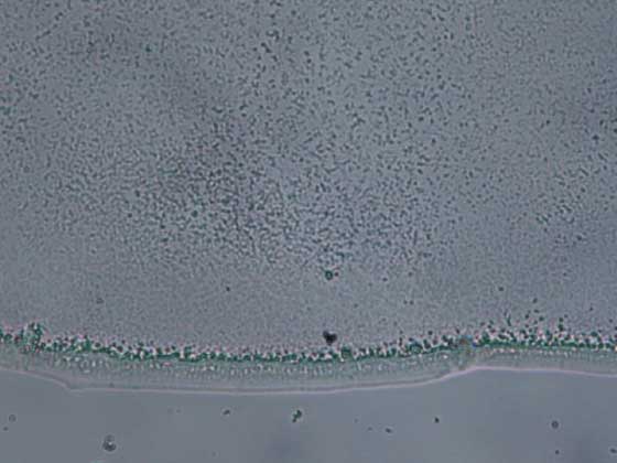 改質水の状態：光学顕微鏡×400倍
