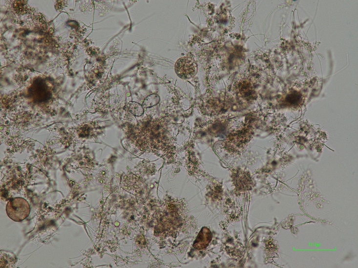 分散した汚泥フロック