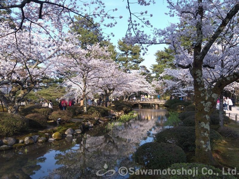 桜満開の兼六園花見橋