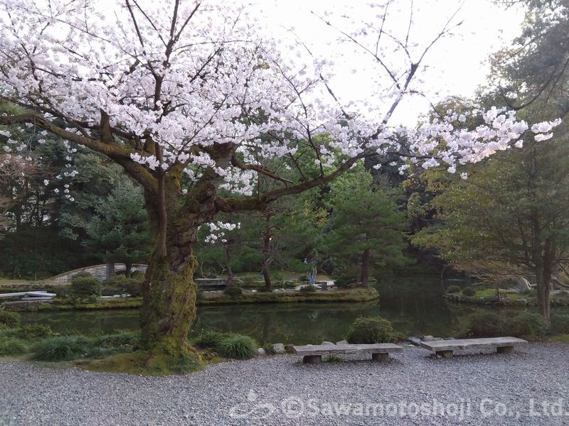 金沢城公園の桜