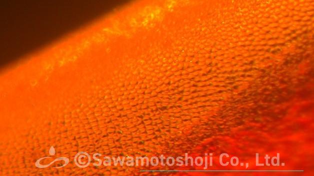 ミニトマトの皮の細胞(実体顕微鏡)