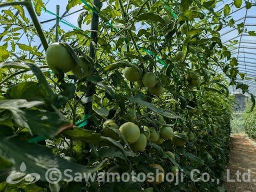 SANA資材を使用したハウスのトマトの株