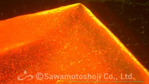 中玉トマトの皮の細胞(実体顕微鏡)