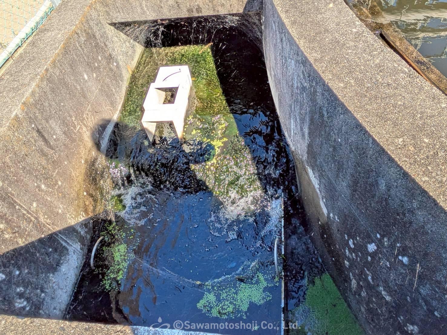 透視度の高い放流水が流れる水路。